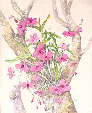 Archivo:Cooktown Orchid