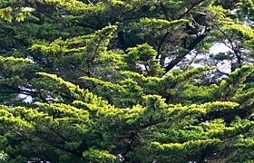 Cupressus macrocarpa Aspect.jpg