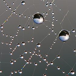 Archivo:Dew on spider web Luc Viatour
