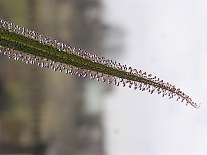 Archivo:Drosera regia leaf Darwiniana