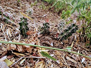 Archivo:Echinocereus berlandieri 11