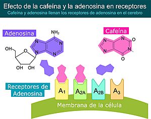Archivo:Efecto de la cafeína sobre la Adenosina y su relación con el insomnio