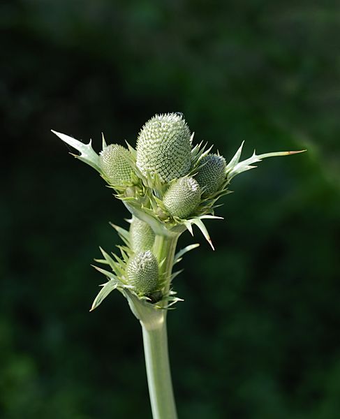 Eryngium July 2013-1