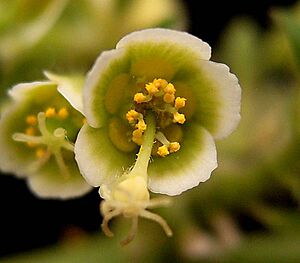 Archivo:Euphorbia guiengola3 ies