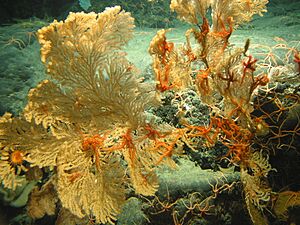 Archivo:Expl0125 - Flickr - NOAA Photo Library