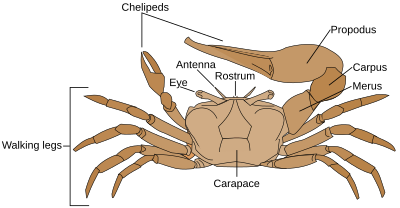 Archivo:Fiddler crab anatomy-en