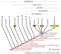 Filogenia-tracheophyta-incluyendo-fosiles