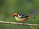Archivo:Flame-faced Tanager (4851596008)