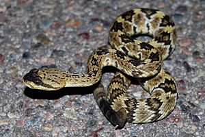 Archivo:Flickr - ggallice - Black tail rattlesnake
