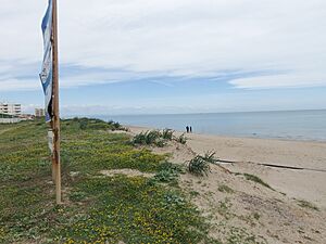 Archivo:Fotos de Bega de mar, Sueca 07