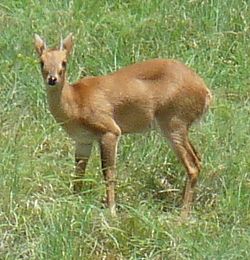 Four-horned Antelope.JPG