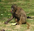 Gelada Baboon female
