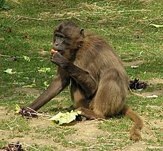 Archivo:Gelada Baboon female