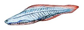 Haikouichthys cropped.jpg