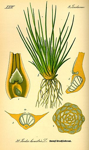 Archivo:Illustration Isoetes lacustris0