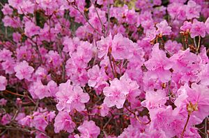 Archivo:Korean Rhododendron Rhododendron mucronulatum 'Wheeldon Pink' Flowers