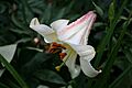 Lilium 'Fanfare'