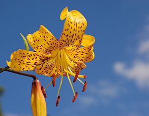 Archivo:Lily Lilium 'Citronella' Flower