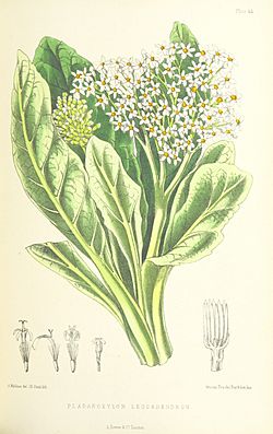 MELLISS(1875) p407 - PLATE 44 - Pladaroxylon Leucadendron.jpg