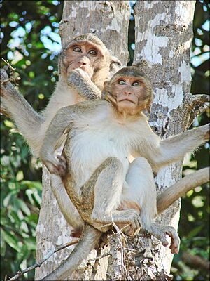 Archivo:Macaques dans le parc dAngkor Vat (6931909635)