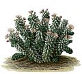 Mammillaria vetula BlKakteenT68