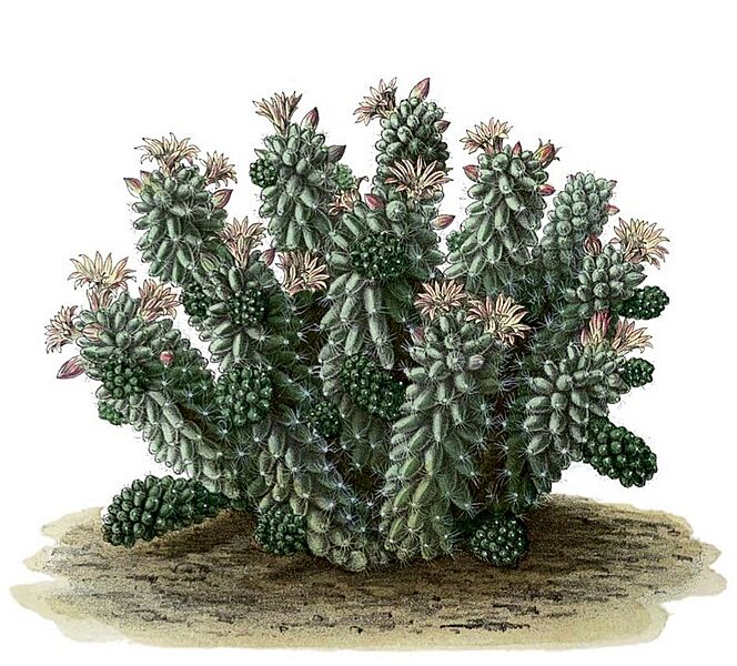 Mammillaria vetula BlKakteenT68