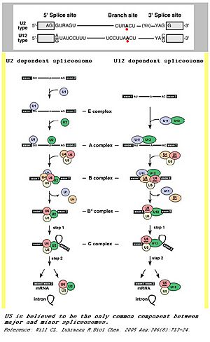 Archivo:Minor spliceosome
