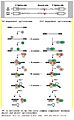 Minor spliceosome