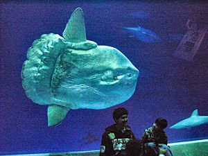 Archivo:Mola mola ocean sunfish Monterey Bay Aquarium 2