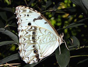 Archivo:Morpho epistrophus argentinus