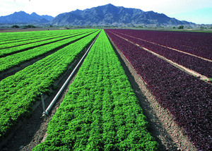 Archivo:NRCSAZ02047 - Arizona (377)(NRCS Photo Gallery)