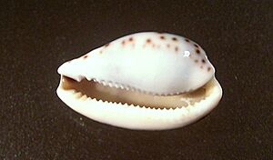 Archivo:Notocypraea piperita 001