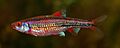 Notropis chrosomus - Wilhelma 01