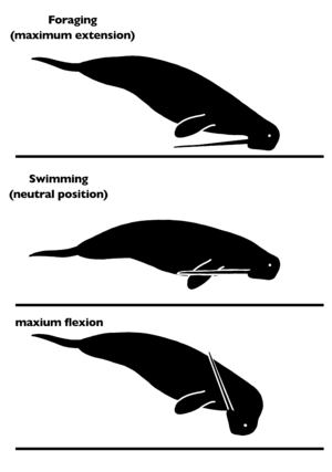 Archivo:Odobenocetops range of motion