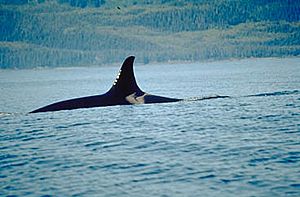 Archivo:Orca dorsalfin NOAA