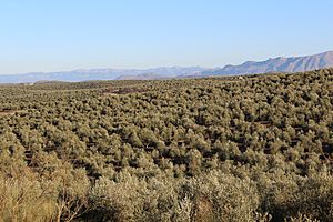 Archivo:Paisaje de olivar 24J 02