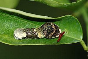 Archivo:Papilio cresphontes larva defensive