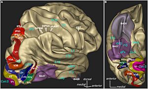 Archivo:Parcellation of different cortical regions involved in visual processing