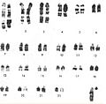 Partial karyotype of Reeves's muntjac