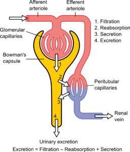 Archivo:Physiology of Nephron