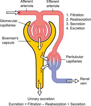 Archivo:Physiology of Nephron