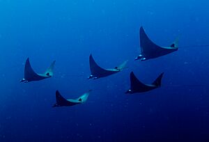 Archivo:Pigmy Manta Rays