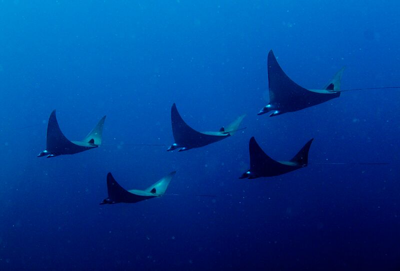 Pigmy Manta Rays