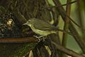 Placid Greenbul - Malawi S4E4473 (16864476090)