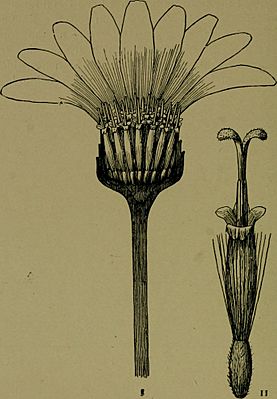 Archivo:Plants and their ways in South Africa (1915) (14773569171)