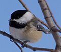 Poecile atricapillus 03