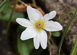 Archivo:Puawhananga flower (Clematis paniculata)