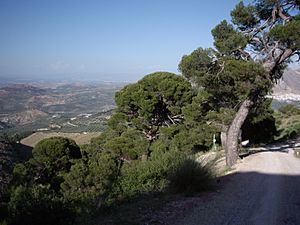 Archivo:SIERRA MÁGINA. PINAR DE CÁNAVA