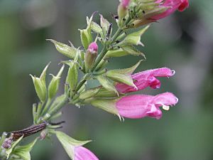 Archivo:Salvia karwinskii (Scott Zona) 001