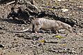 Smooth-coated Otter (Lutrogale perspicillata)